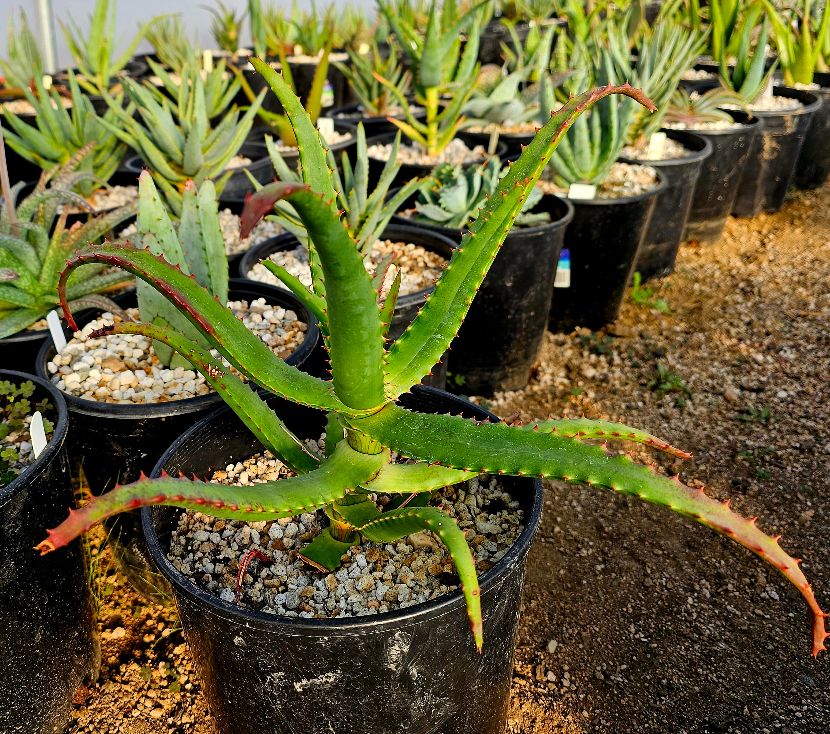 2g Aloe Rupestris: South African Tree Aloe, Cold Hardy - Etsy