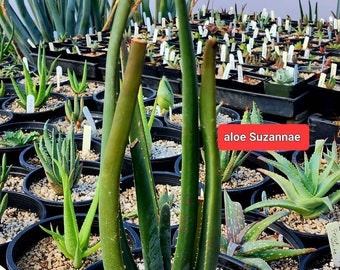 2g Aloe Suzannae,the Malagasy tree aloe,rarely seen in cultivation.Must have for the collector. Not included in 2g Collector's Choice,sorry.