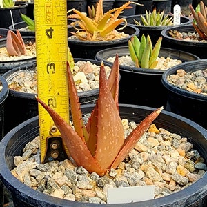 Sm.1g Aloe Butiabana, native to Butiaba Flats east of Lake Albert in western Uganda, growing in the grasslands. Seed grown, top shelf image 8