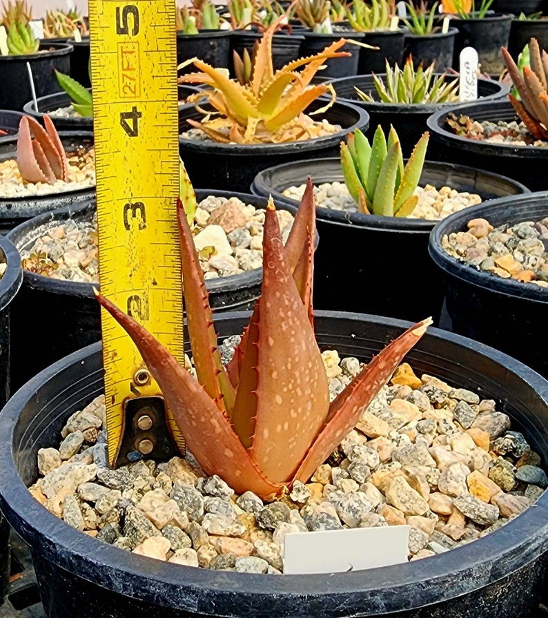 Sm.1g Aloe Butiabana, native to Butiaba Flats east of Lake Albert in western Uganda, growing in the grasslands. Seed grown, top shelf image 8