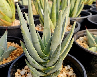 Lg. 1g Aloe Dichotoma hybrid. Unique hybrids from Circadian Rhythm. Expect faster growth, heat tolerance and a stunning tree aloe hybrid.