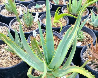 2g Aloe Moonglow hybrid.Beautiful yellow glowing blooms can be expected in winter in Southern California. Protect from temps below 32.