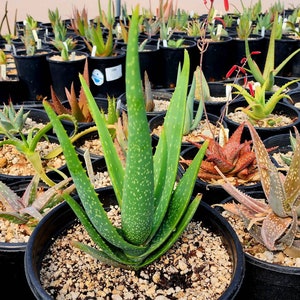 Gorgeous 2g Aloe Buhrii hybrid, incredible foliage. Top shelf, seed grown by Circadian Rhythm. Expected to be awesome bloomers. image 6