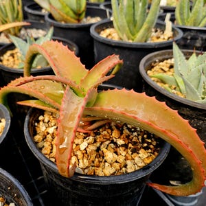 Lg.1g Aloe Vanbalenii, seed grown. These aloes can change from an apple green to red coloring. The Ocopussy Aloe is a must-have aloe!
