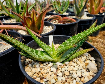 2g Aloe Greatheadii var. Davyana. Seed grown from South African seed stock. Native to quartzite slopes of the Kalahari. Stunning bloomers.