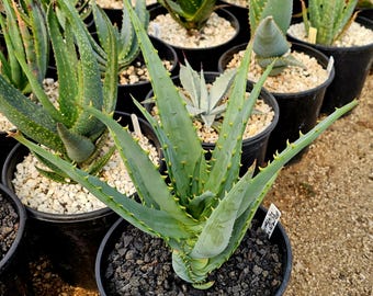 2g Aloe Ferox Red x Arborescens red ,Fast Growing Garden aloe