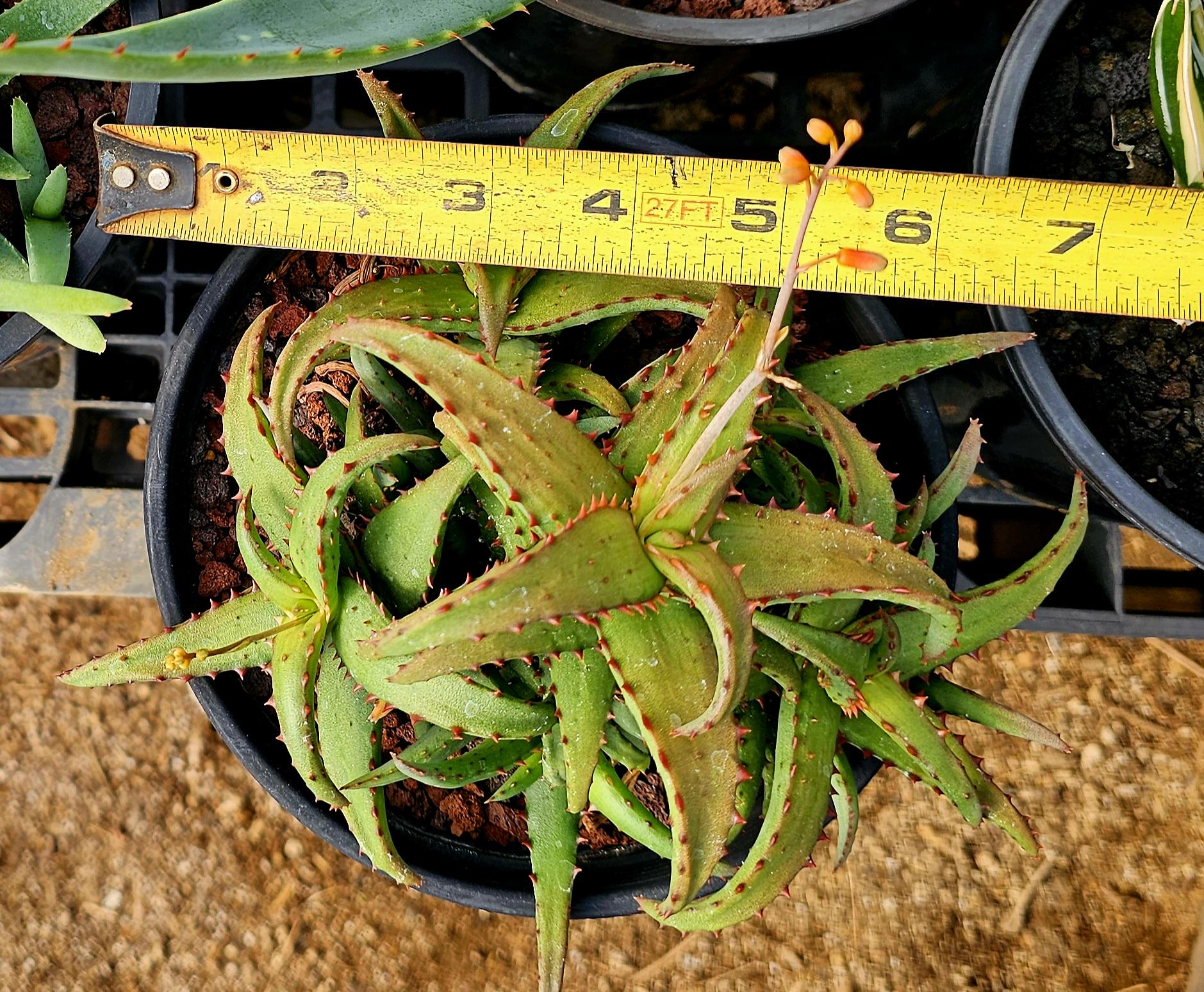 Lg.1g Rare Dwarf Aloe Castilloniae: Madagascar Succulent. - Etsy