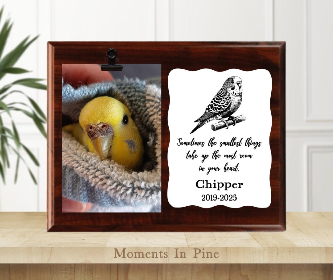 Memorial Bird Rip Parakeet Memorial Gift Loss of Bird Memorial Picture Frame in Memory of ...