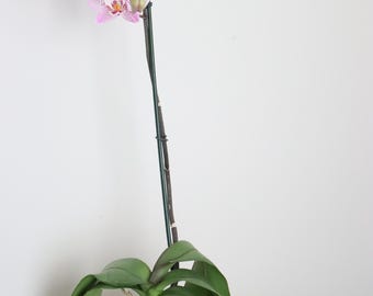 Modern 3D Printed Orchid Planter – Indoor Plant Pot, Geometric Design