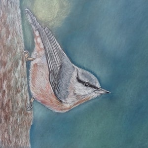 Small glue, pastel chalk painting, original, available as high quality print, woodpecker, bird, bird painting, bird picture, spring