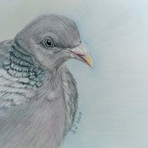 Peinture à la craie pastel « Pigeon annelé », original disponible en impression de haute qualité, peinture de pigeon, image de pigeon, art des oiseaux, cadeau avec pigeon