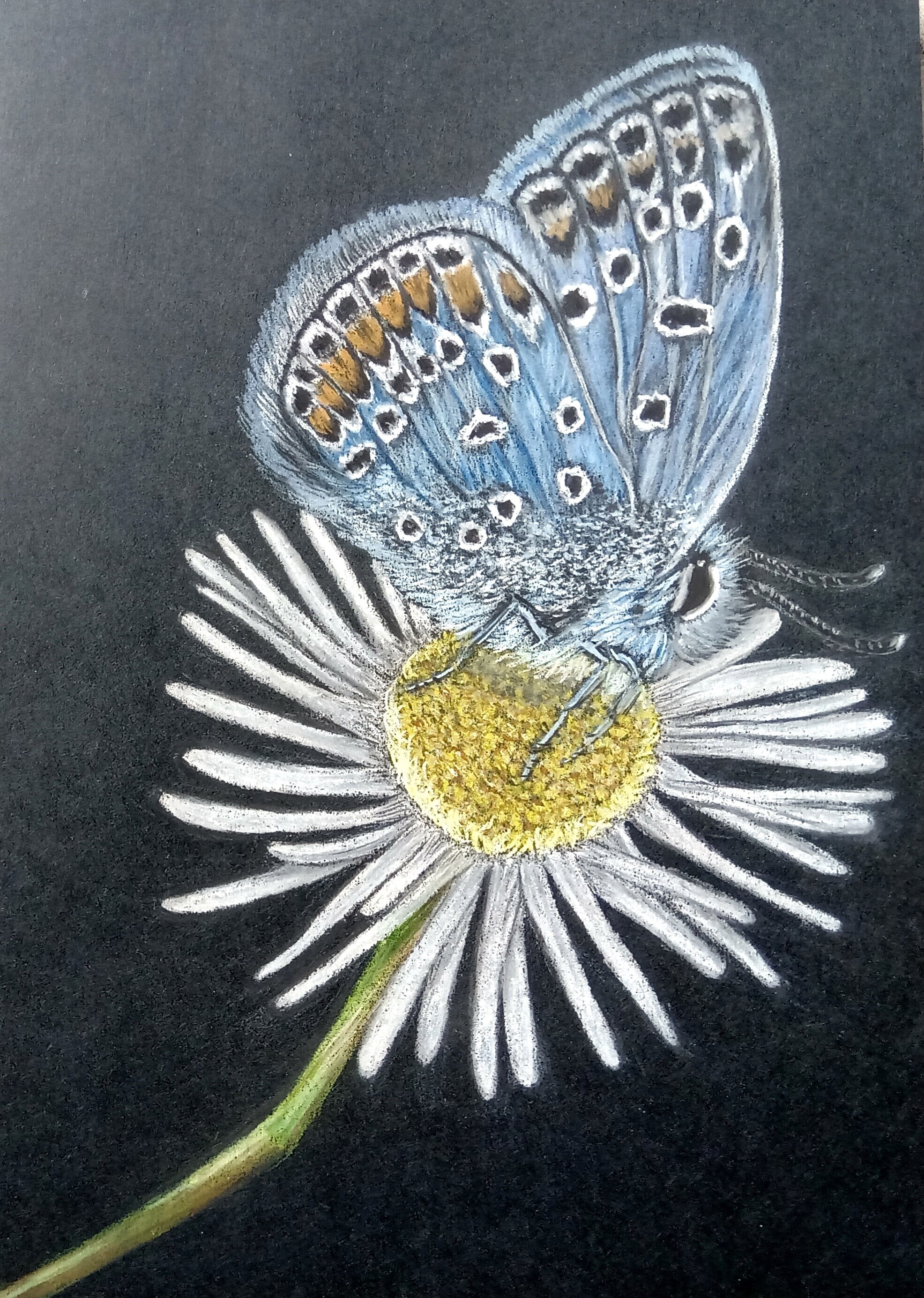 Pastel Chalk Painting butterfly Original Etsy New Zealand