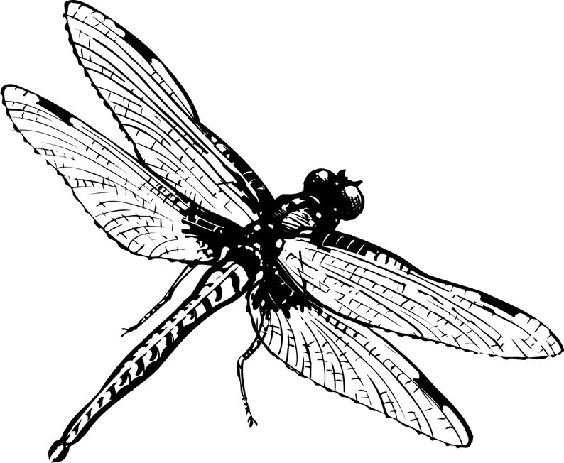 Download Dragonfly svg Dragonfly in flight Dragonfly svg file | Etsy