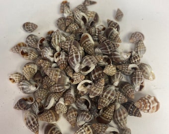Lot of small nassarius persica shells