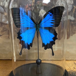 Glass globe with papilio Ulysses