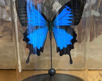 Globe en verre avec papilio Ulysse