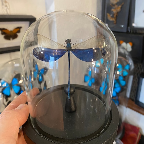 Globe en verre avec libellule Neurobasis Kaupi