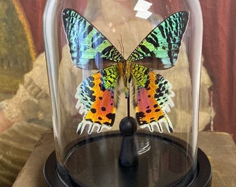 Urania ripheus vlinder onder een bol