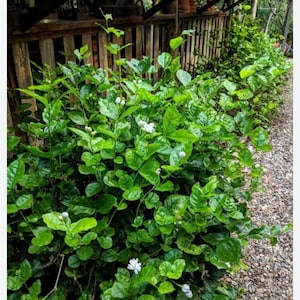 sambac  Jasmine XL