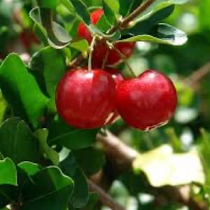 Barbados cherry plant