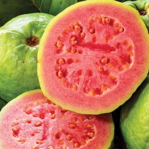 pink Guava plant