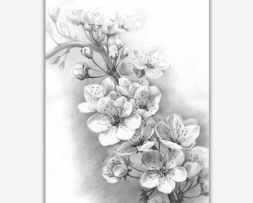 Blossom Cherry Branch. Realistic Pencil Drawing. Spring Flowers Wall Art. Floral Drawing. Black and White Flower Sketch. Gift for Mom. Etsy UK