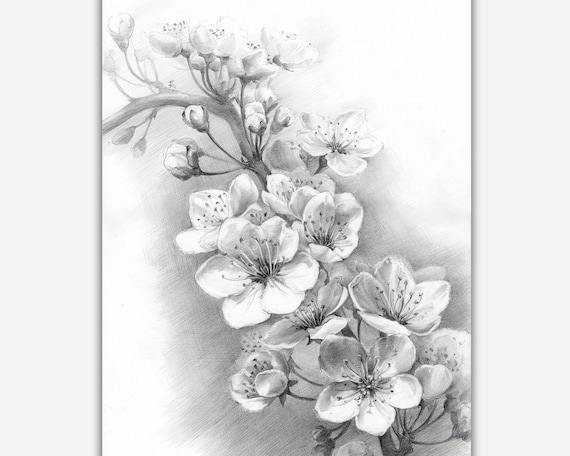 Flower cheap pencil art