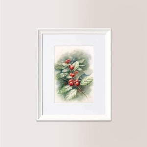 Bacche di Caprifoglio  | Acquerello Originale 14x19 cm. Disponibile. Riproduzione vietata.