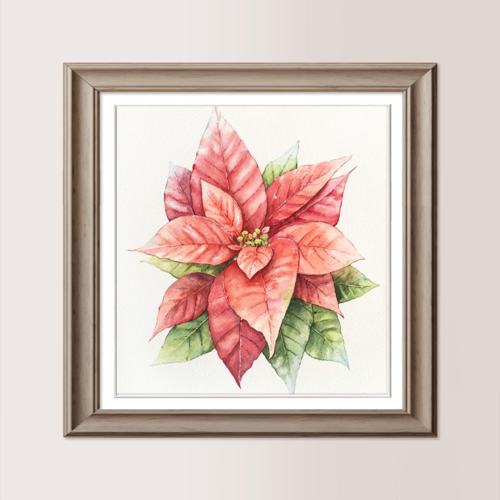 caladium zimmerpflanze pflege Kaufen Sie jetzt Zimmerpflanze Caladium 'Carolyn Whorton' main image 0