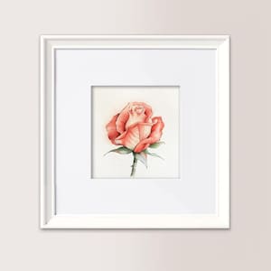 ROSA 2 | Piccolo Acquerello Originale cm 13x13 cm, disponibile in coppia o in abbinamento a eucalipto, regalo natale, nozze, mamma, sposi