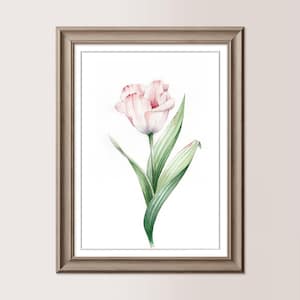 TULIPANO BIANCO E ROSA | Acquerello originale 21x30 cm, regalo mamma, sposi, matrimonio, fiore bianco dipinto a mano