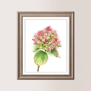 ORTENSIA rosa e verde | Acquerello originale 18x24 cm. Regalo festa della mamma, ortensia verde rosa, regalo