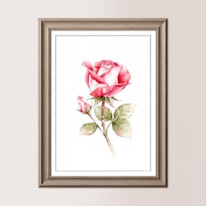 Può includere: Un dipinto ad acquerello di una singola rosa rosa con un bocciolo su uno stelo con foglie verdi.