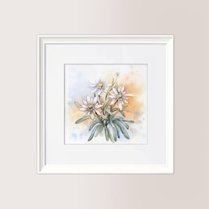 STELLE ALPINE v. colorata | Acquerello originale 18x18 cm, dipinto a mano, regalo natale, italian memories, riproduzione vietata