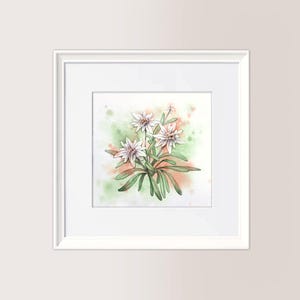 STELLE ALPINE v. verde | Acquerello originale 18x18 cm, dipinto a mano, regalo natale, italian memories, riproduzione vietata