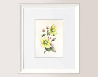 CHRISTMAS ROSE #3 (Elleboro) | Aquarelle originale 15 x 21 cm (papier 300gr - satin)