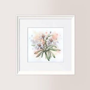 STELLE ALPINE v. naturale | Acquerello originale 18x18 cm, dipinto a mano, regalo natale, italian memories, riproduzione vietata