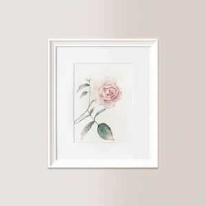 Piccola rosa bianco-rosata | Acquerello Originale 15x21 cm, rosa, fiore giardino, regalo