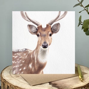 Deer Card | Deer Greetings Card | Chital Deer Card | Spotted Deer Card | Wildlife Card | Blank Inside