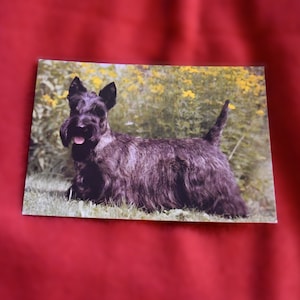Terrier écossais vintage / carte postale de chien Scottie - carte postale de chien - corne marquée (fabricant ?) imprimée en Allemagne - numérotée 49-H3427