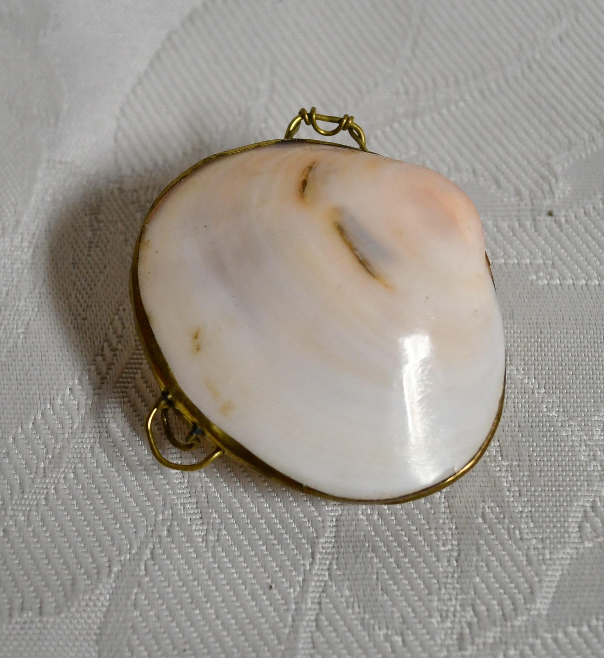 Sea Shell Coin Purse Clam Shell Purse Polished Tiger Clam Coin Purse  Tigerina Clam Shell Party