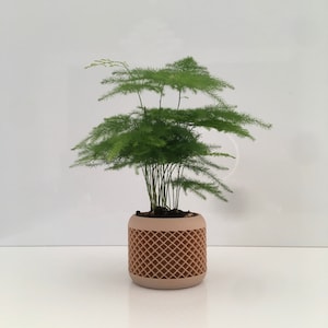 Può includere: Una pianta di felce asparago verde in un vaso beige a motivo reticolare. La pianta ha molti steli sottili ed eretti con foglie piumate a forma di ago. Il vaso è cilindrico.