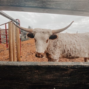 Longhorn Cow