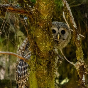 Barred Owlet - 2015 - Fotografie Druck