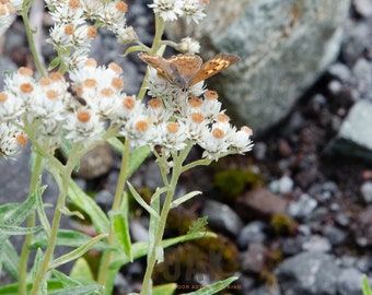 Orange Butterfly - Pearly Everlasting - Mount Rainier - 2019 - Photography Print