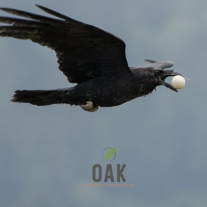 Op de afbeelding: Een zwarte raaf in vlucht, met een wit ei in zijn snavel tegen een lichtblauwe lucht.