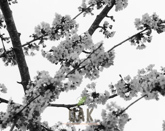 Spring Blossoms - Black & White - 2016 - Photography Print