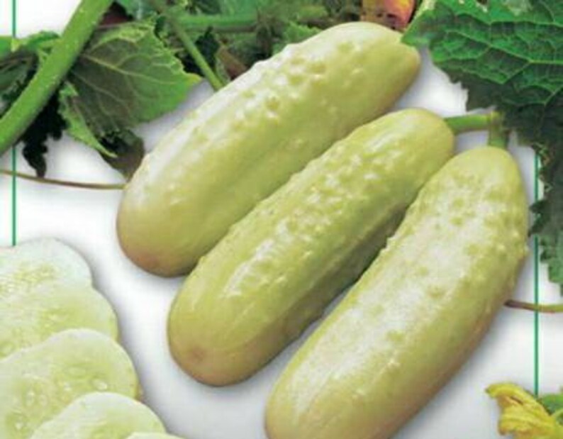 Огурец Белый Ангел Купить