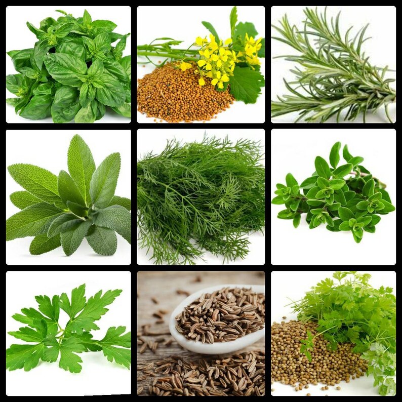 Herb Seed Cooking Herbs 200 Seeds of 9 Plants No GMO Orto Etsy