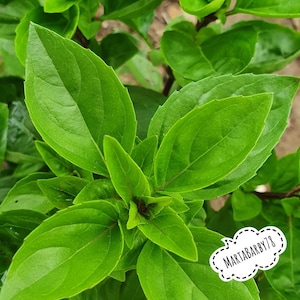 Peut inclure: Gros plan sur des feuilles de basilic vert vif. Les feuilles, de forme ovale, présentent des nervures prononcées, signe de fraîcheur. Une petite bulle blanche avec le texte "MARTABARBY78" est également visible.